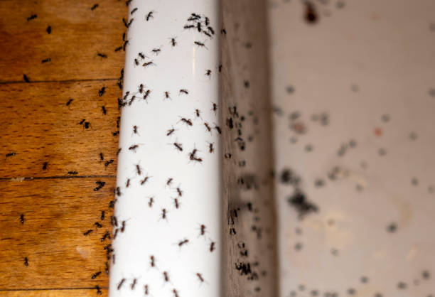 Best Ant Control Services  in Hampton, IA