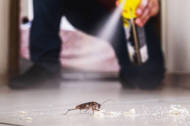 Best Affordable Pest Control Services  in Hampton, IA