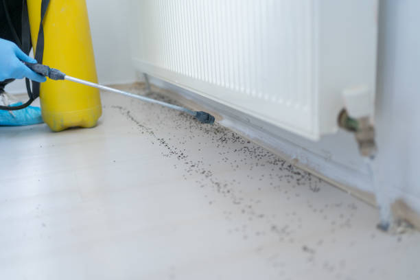 Best Affordable Pest Control Services  in Hampton, IA